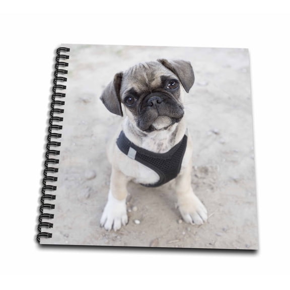 3dRose, Pug puppy looking cute, Drawing Book 8 x 8 inch