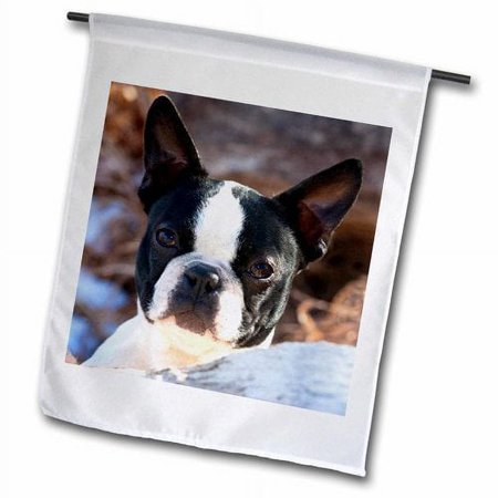 3dRose Purebred Boston Terrier Dog Polyester 1'6'' x 1' Garden Flag