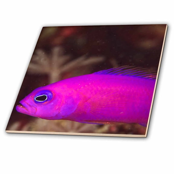 3dRose, Purple Dottyback fish, Banda Sea, Indonesia-AS11 SWS0519 - Stuart Westmorland, 4 Inch Ceramic Tile