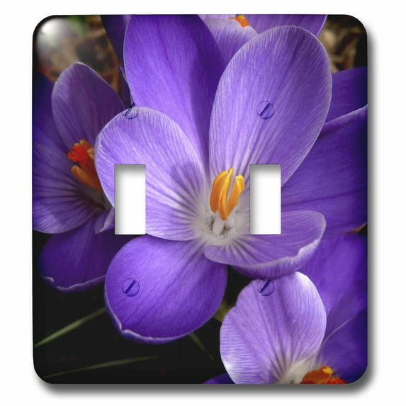 3dRose, Purple Flower, double toggle switch