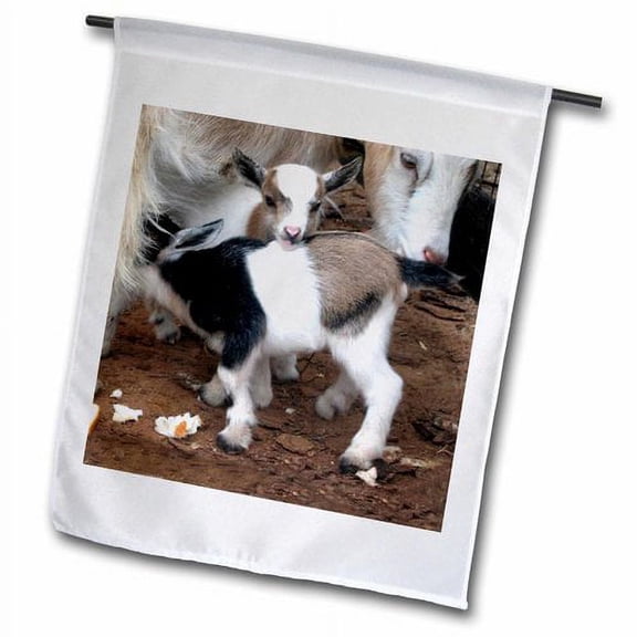 3dRose, Pygmy goat family, 18 x 27 inch Garden Flag