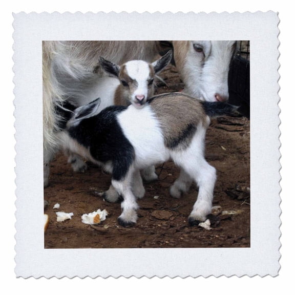 3dRose, Pygmy goat family, 10x10 inch quilt square