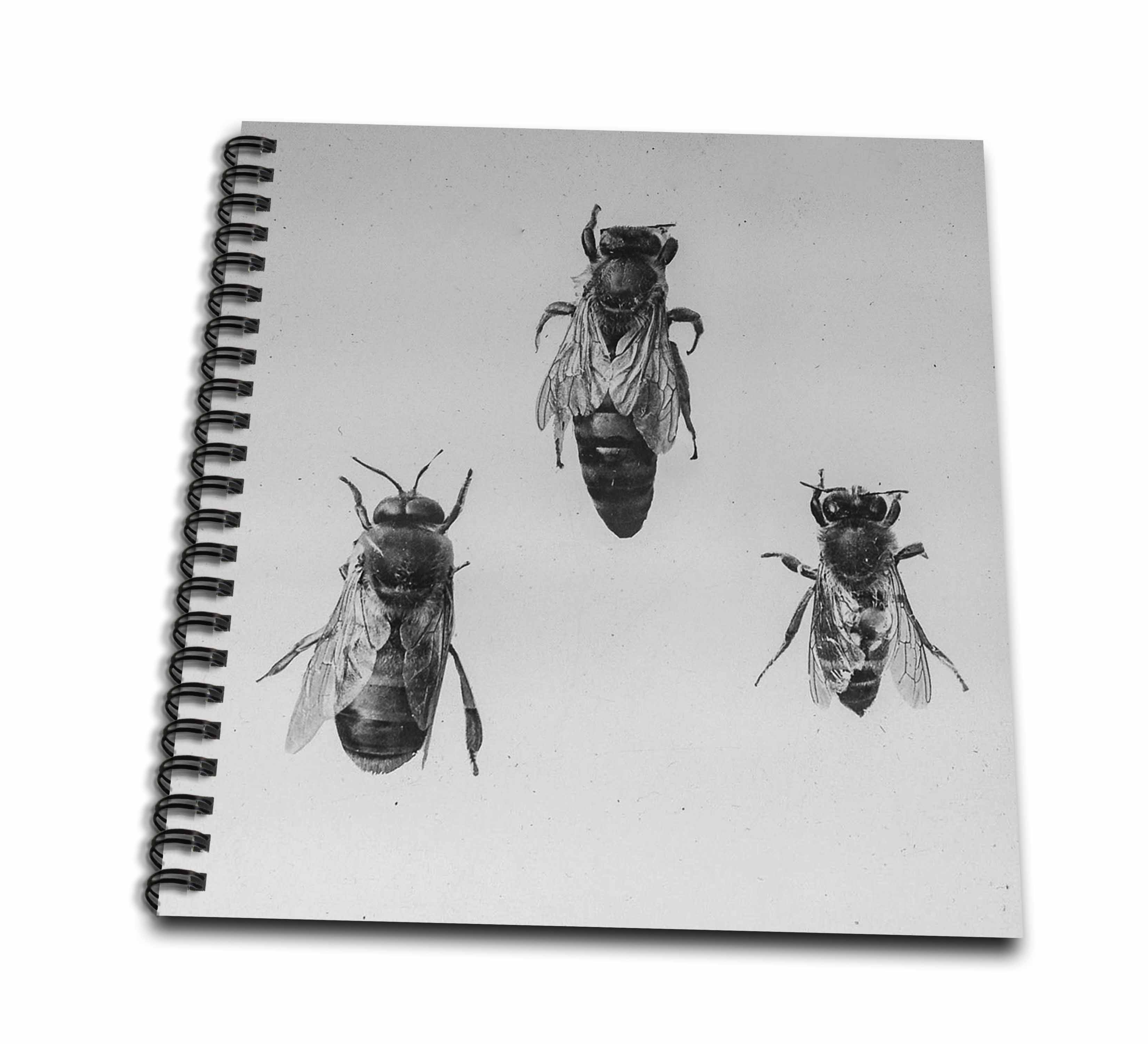 3dRose, Queen Drone Worker Bee Keeping Apiology Apiarist Insects Vintage, Mini Notepad 4 x 4 inch
