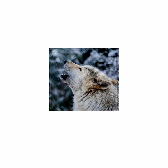 3dRose, ROCKY MOUNTAIN GRAY WOLF HOWLING, 11x12 Wash Cloth for Face and Body