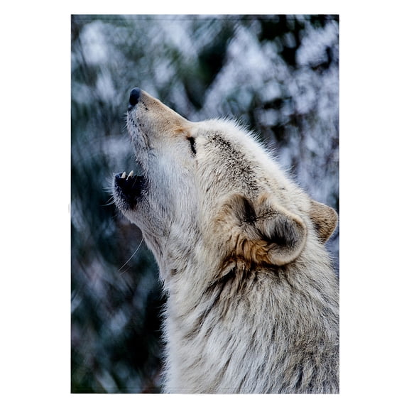3dRose, ROCKY MOUNTAIN GRAY WOLF HOWLING, 22x30 Bath Hand Pool Towel