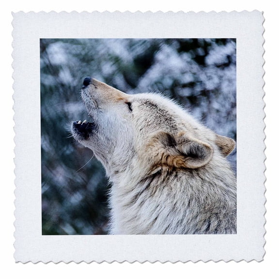 3dRose, ROCKY MOUNTAIN GRAY WOLF HOWLING, 10x10 inch quilt square