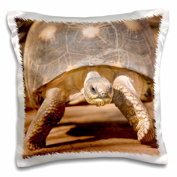 3dRose, Radiated tortoise painted shell, Madagascar-AF24 JMC0000 - Joe and Mary Ann McDonald, 16x16 inch Pillow Case