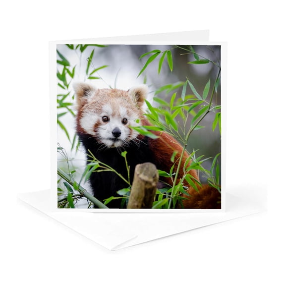 3drose, Red Asia Panda Bear in the Free Nature Wildlife, 1 Greeting Card with Envelope
