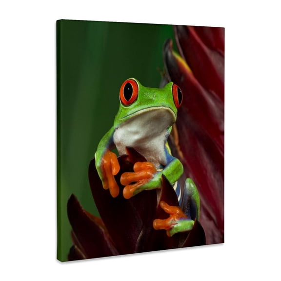 3dRose, Red-Eyed Tree Frog (Agalychnis callidryas) - NA02 AJE0387 - Adam Jones, Museum Grade Canvas Wrap 11x14