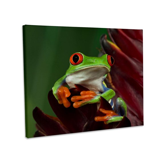3dRose, Red-Eyed Tree Frog (Agalychnis callidryas) - NA02 AJE0387 - Adam Jones, Museum Grade Canvas Wrap 14x11