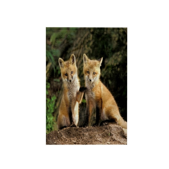 3dRose, Red Fox pup in front of den - NA02 AJE0310 - Adam Jones, 15x22 Hand Towel