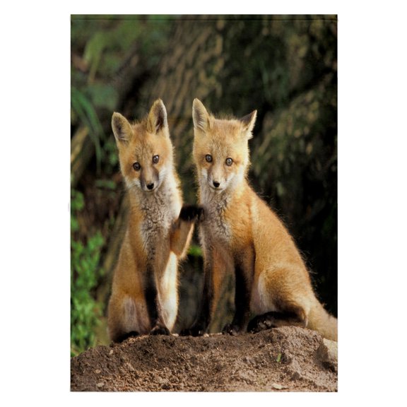 3dRose, Red Fox pup in front of den - NA02 AJE0310 - Adam Jones, 22x30 Bath Hand Pool Towel