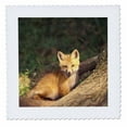 thumbnail image 1 of 3dRose, Red Fox pup in front of den - NA02 AJE0311 - Adam Jones, 10x10 inch quilt square, 1 of 1