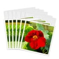 thumbnail image 1 of 3drose, Red Garden Nasturtium, 6 Greeting Cards with Envelopes, 1 of 7