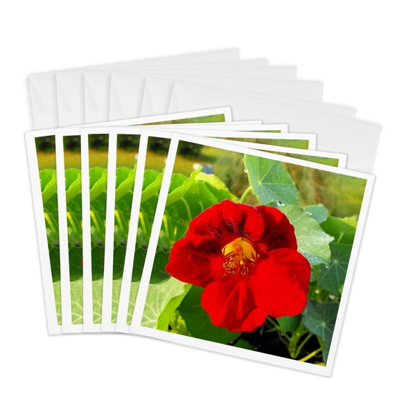 3drose, Red Garden Nasturtium, 6 Greeting Cards with Envelopes