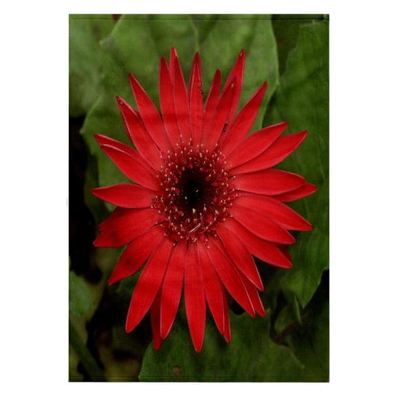 3dRose, Red Gerber, 22x30 Bath Hand Pool Towel