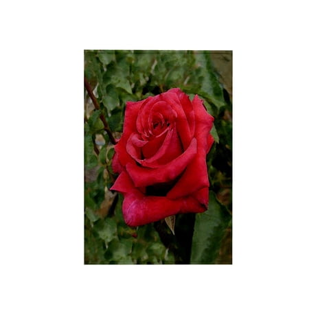 3dRose, Red HT Rose, 15x22 Hand Towel