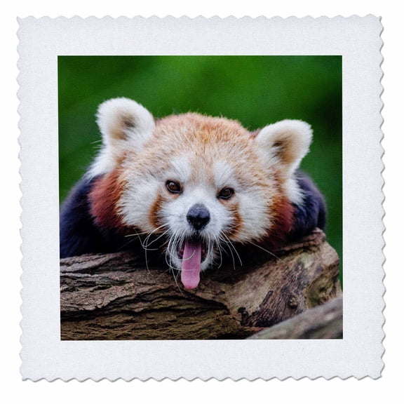3dRose, Red Panda Bear in the Wildlife Nature Animal, 14x14 inch quilt square