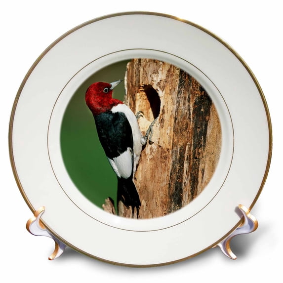 3dRose, Red-headed Woodpecker at nest site, Illinois, 8 inch Porcelain Plate