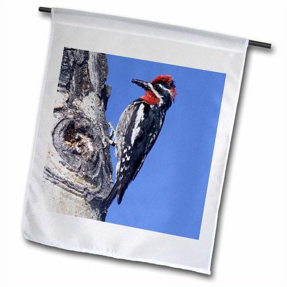 3dRose, Red-naped Sapsucker bird, Rocky Mountain NP, CO - US06 RNU0056 - Rolf Nussbaumer, 12 x 18 inch Garden Flag