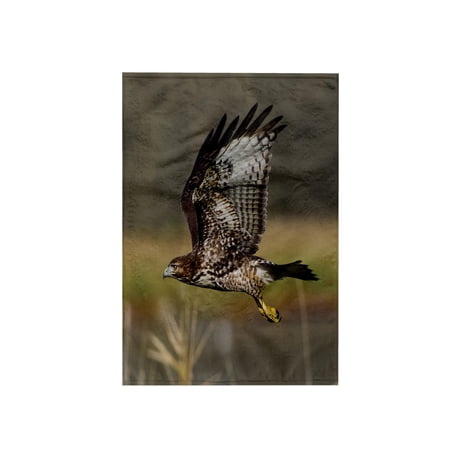 3dRose, Red-tail Hawk, 15x22 Hand Towel