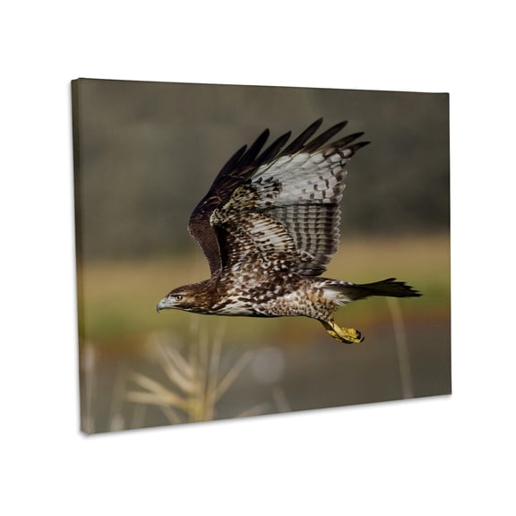 3dRose, Red-tail Hawk, Museum Grade Canvas Wrap 20x16