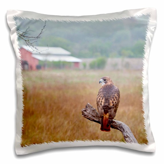 3dRose, Red-tailed Hawk, Buteo jamaicensis, perched., 16x16 inch Pillow Case