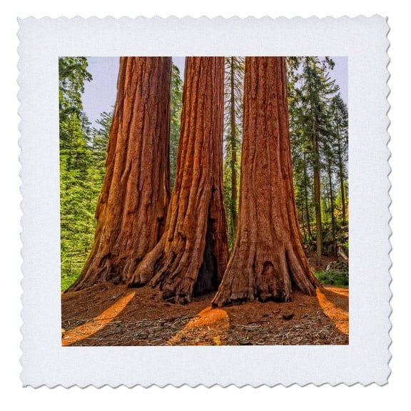 3dRose, Redwood Monarchs, 8x8 inch quilt square