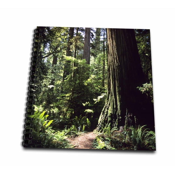 3dRose, Redwood forest in Northern California - US05 DFR0200 - David R. Frazier, Drawing Book 8 x 8 inch