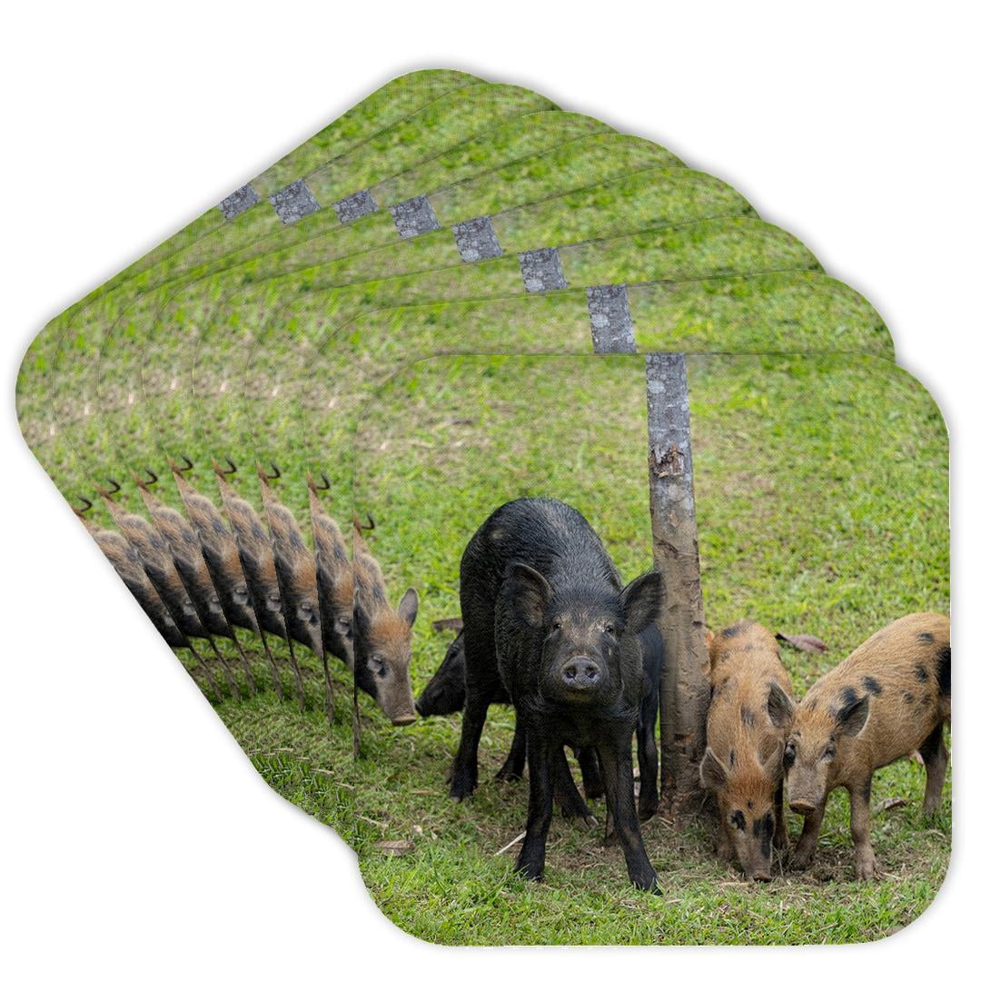 3drose, Resident Feral Pigs in Neighborhood, Hamakua Coast, Hawaii, Set ...