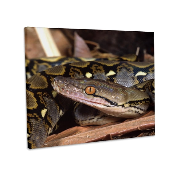 3dRose, Reticulated Python snake - NA02 DNO0481 - David Northcott, Museum Grade Canvas Wrap 10x8