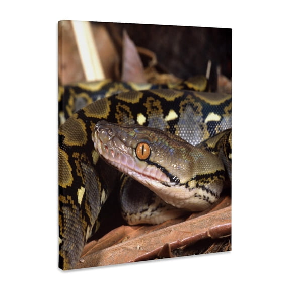 3dRose, Reticulated Python snake - NA02 DNO0481 - David Northcott, Museum Grade Canvas Wrap 16x20