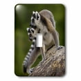 thumbnail image 1 of 3dRose, Ring-tailed lemurs primates Andringitra Mtns, MADAGASCAR-AF24 POX0373 - Pete Oxford, single toggle switch, 1 of 1