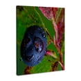 thumbnail image 1 of 3dRose, Ripe huckleberries, Montana, US, Museum Grade Canvas Wrap 16x20, 1 of 7
