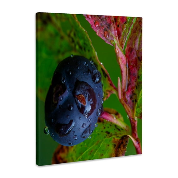 3dRose, Ripe huckleberries, Montana, US, Museum Grade Canvas Wrap 16x20