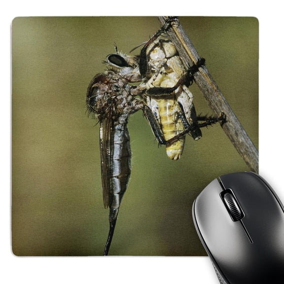 3dRose, Robber Fly insect, Rio Grande Valley, Texas - NA02 RNU0754 - Rolf Nussbaumer, MousePad