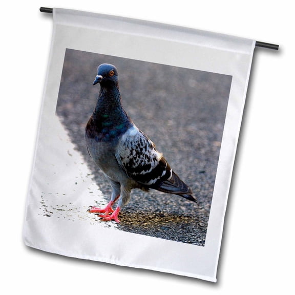 3dRose, Rock Dove, 12 x 18 inch Garden Flag