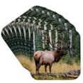 thumbnail image 1 of 3drose, Rocky Mountain Bull Elk, Jasper National Park, Canada, Set of 8 Coasters - Soft, 1 of 7