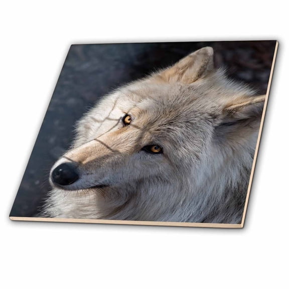 3dRose, Rocky Mountain grey wolf, 6 Inch Ceramic Tile