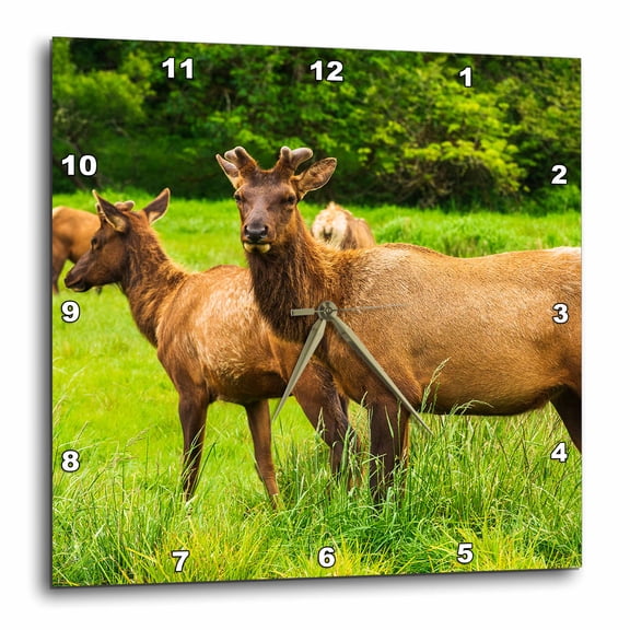 3drose, Roosevelt Elk, Prairie Creek Redwoods State Park, California, 10x10 Wall Clock