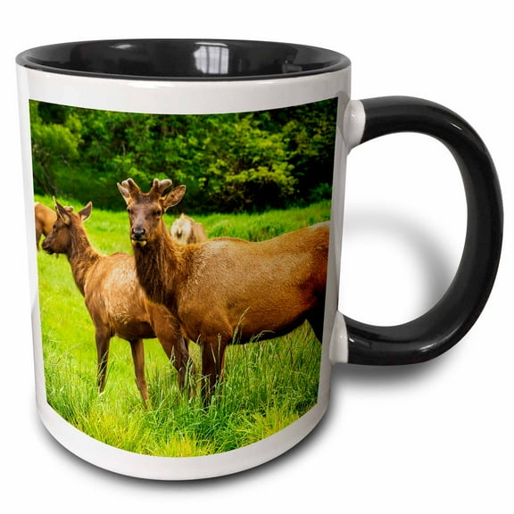 3drose, Roosevelt Elk, Prairie Creek Redwoods State Park, California, 11oz Two-tone Black Mug