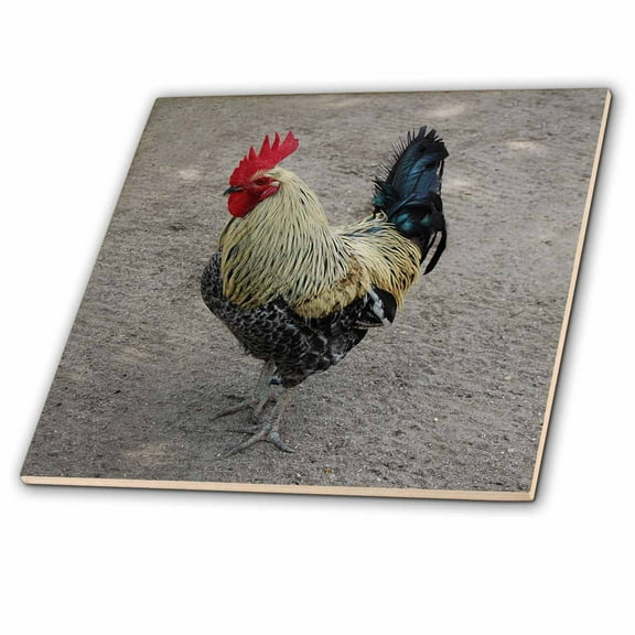 3dRose, Rooster, 8 Inch Glass Tile