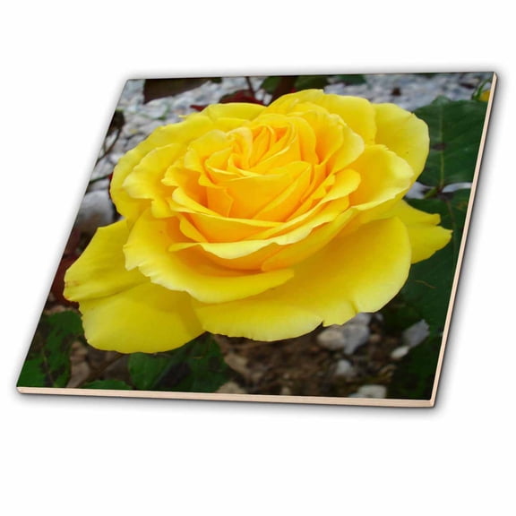 3dRose, Rose Yellow, 6 Inch Ceramic Tile
