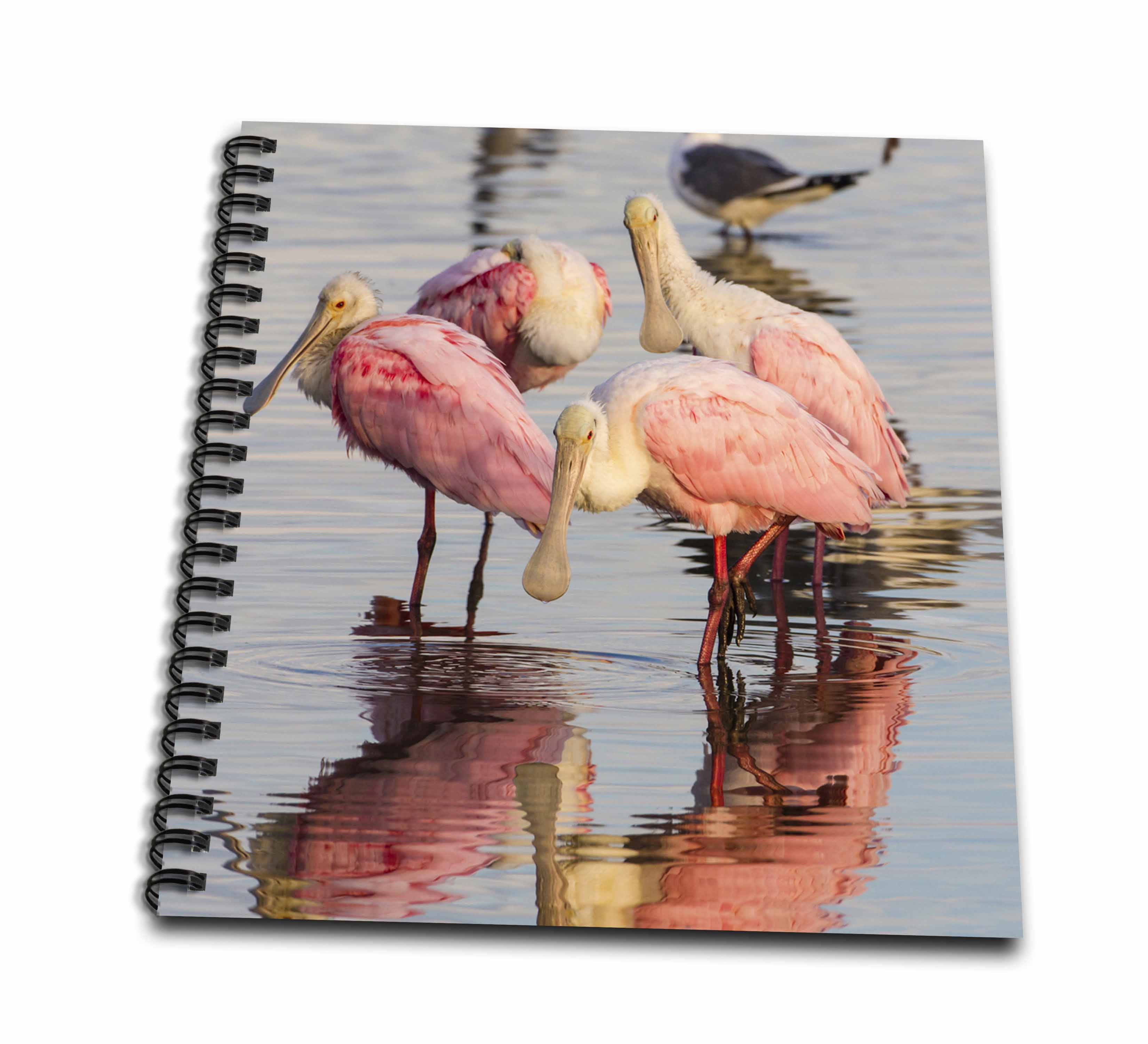 3dRose, Roseate Spoonbills, Ajaia ajaja, feeding group, Mini Notepad 4 x 4 inch