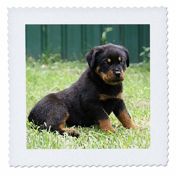 3dRose, Rottweiler puppy, 14x14 inch quilt square