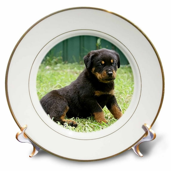 3dRose, Rottweiler puppy, 8 inch Porcelain Plate