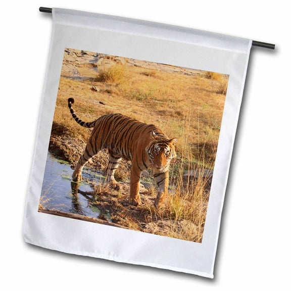 3dRose, Royal Bengal Tiger, Ranthambhor National Park, India-AS10 JRA0206 - Jagdeep Rajput, 12 x 18 inch Garden Flag