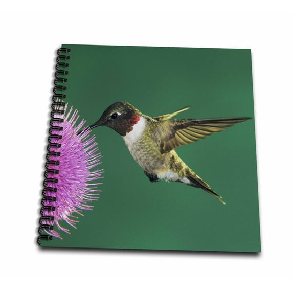 3dRose, Ruby-throated Hummingbird, Welder Wildlife, TX - NA02 RNU0761 - Rolf Nussbaumer, Mini Notepad 4 x 4 inch