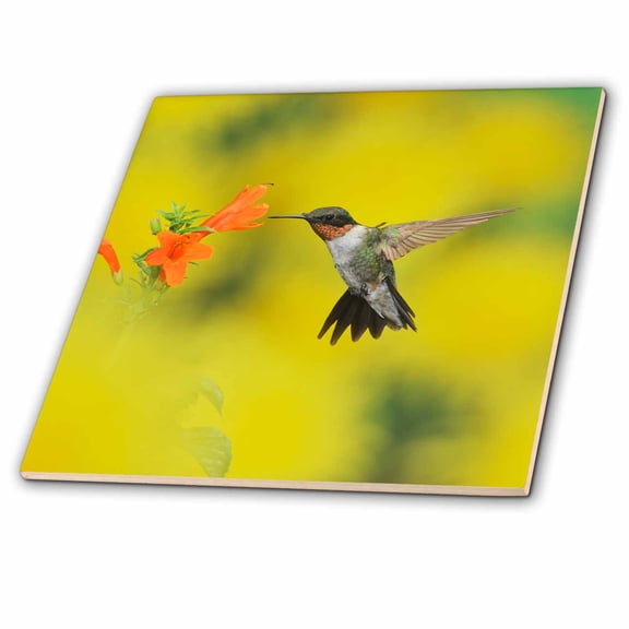 3dRose, Ruby throated Hummingbird feeding at honeysuckle, Hill Country, Texas, 4 Inch Ceramic Tile