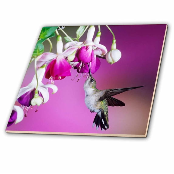 3dRose, Ruby-throated Hummingbird female at Hybrid Fuchsia. , 12 Inch Ceramic Tile